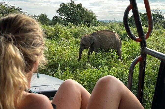 Udawalawe National Park Safari from Mirissa or Weligama - Key Points