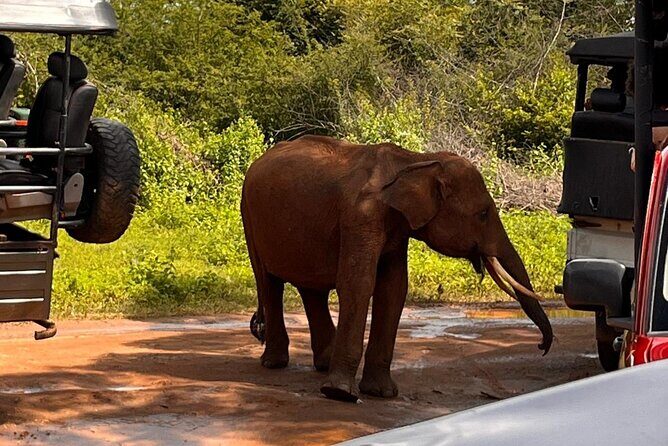 Udawalawe National Park Safari from Mirissa or Weligama - The Journey to Udawalawe: Starting Point and Transport
