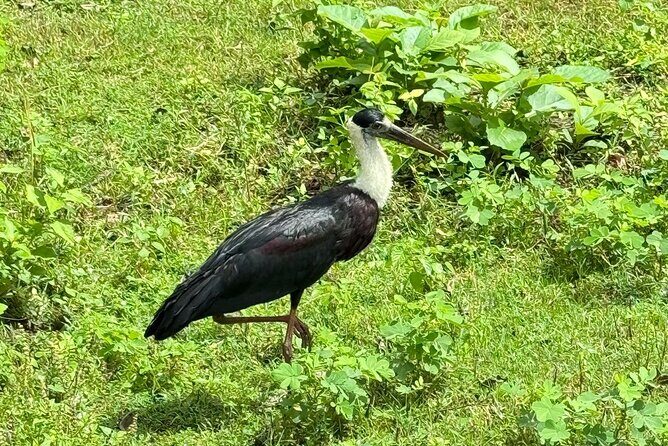 Udawalawe National Park Safari from Mirissa or Weligama - Who This Tour Is Best For