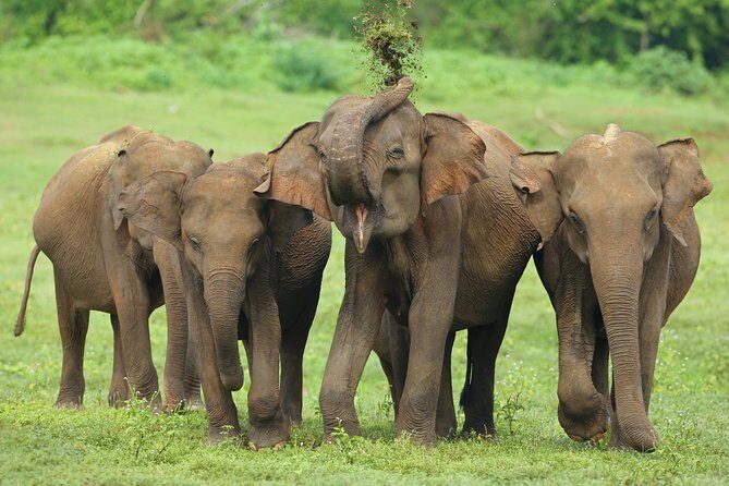 Udawalawe National Park Safari from Mount Lavinia - Who Is This Tour Best Suited For?