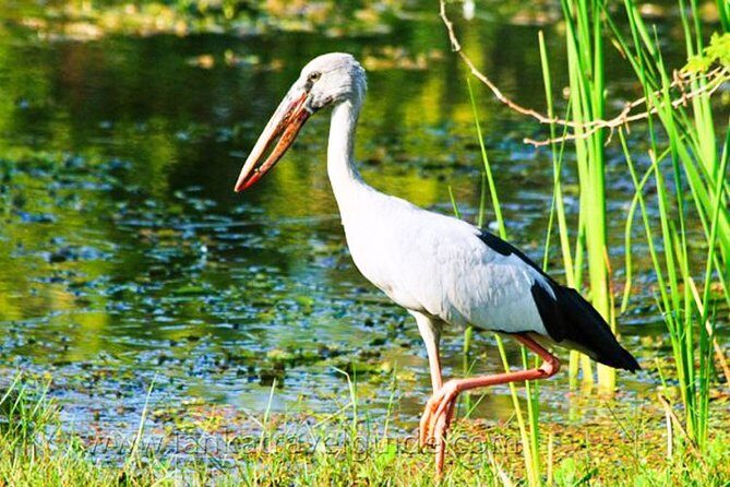 Udawalawe National Park Safari from Mount Lavinia - FAQs