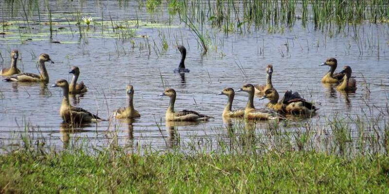 udawalawe-national-park-safari-from-weligama