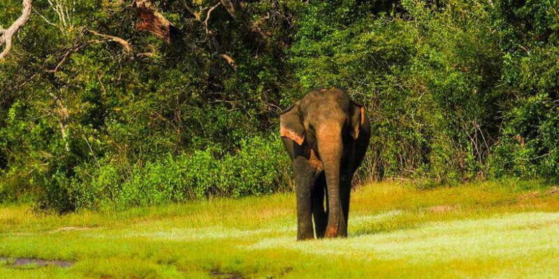 udawalawe-national-park-safari-from-weligama