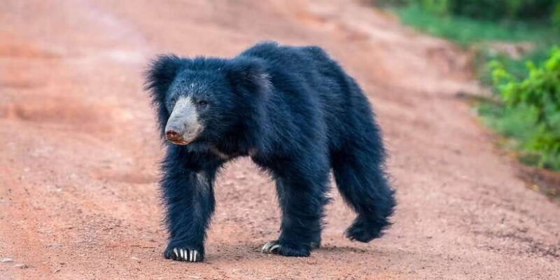 udawalawe-national-park-safari-from-weligama