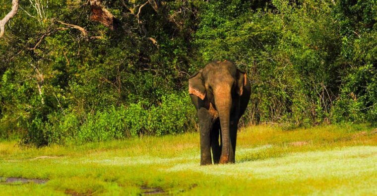 udawalawe-national-park-safari-from-weligama