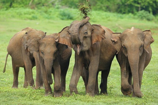 Udawalawe National Park Safari | Jeep with Tickets - Frequently Asked Questions