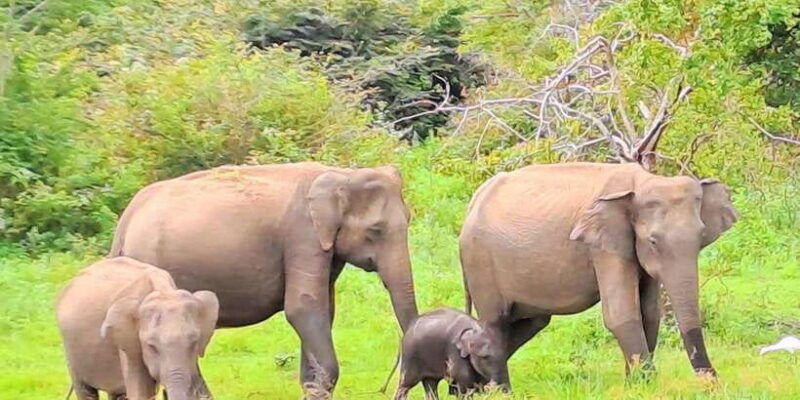 udawalawe-national-park-safari-tour-2