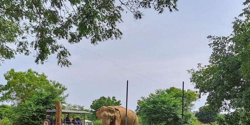 udawalawe-national-park-safari-tour-2