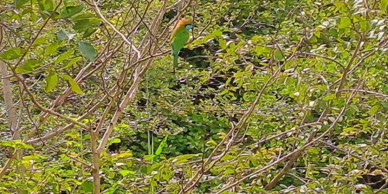 udawalawe-national-park-safari-tour-2