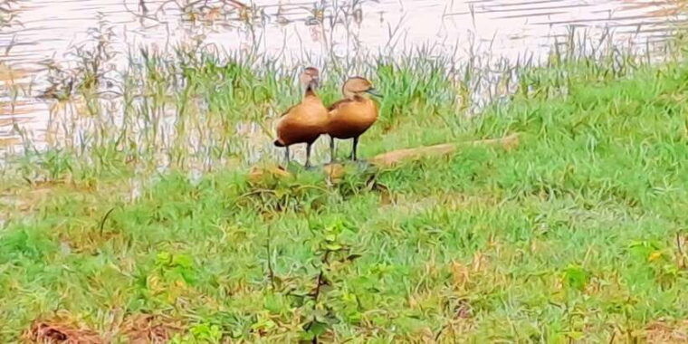 udawalawe-national-park-safari-tour-2