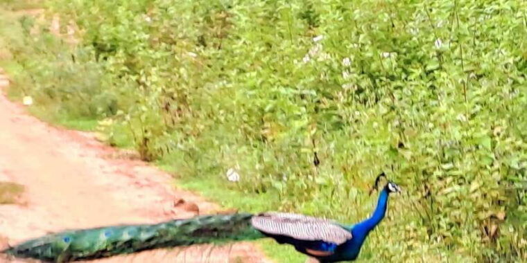 udawalawe-national-park-safari-tour-2