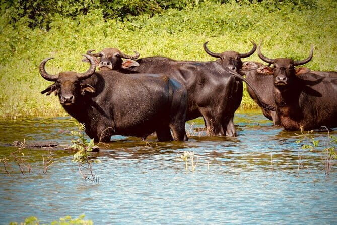 Udawalawe National Park Safari Tour - Frequently Asked Questions