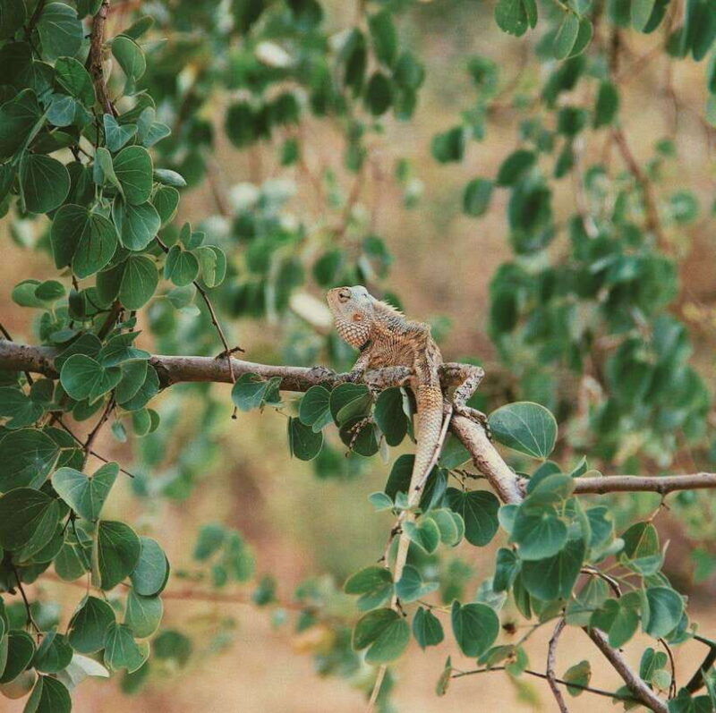 udawalawe-national-park-safari-tour