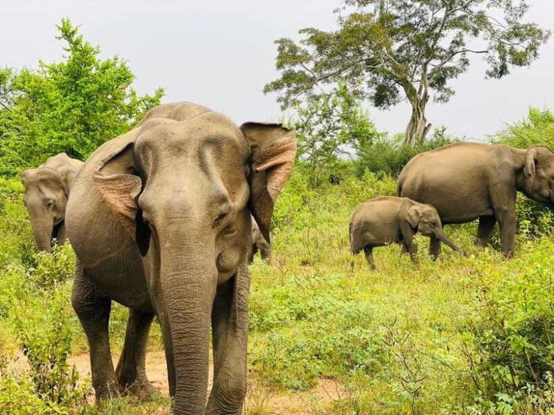 udawalawe-national-park-safari-tour