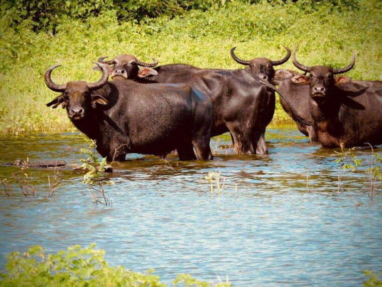udawalawe-national-park-safari-tour
