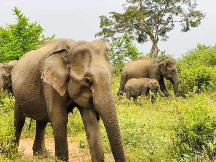 udawalawe-national-park-safari-tour