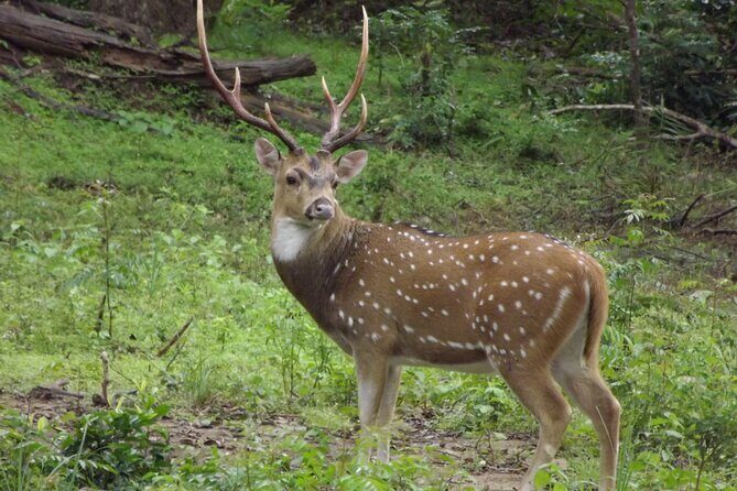 Udawalawe National Park Safari Tours - The Itinerary in Detail
