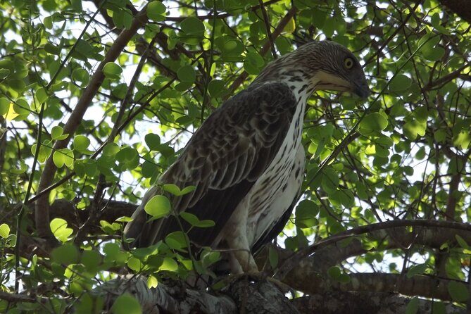 Udawalawe National Park Safari Tours - What Travelers Love About It