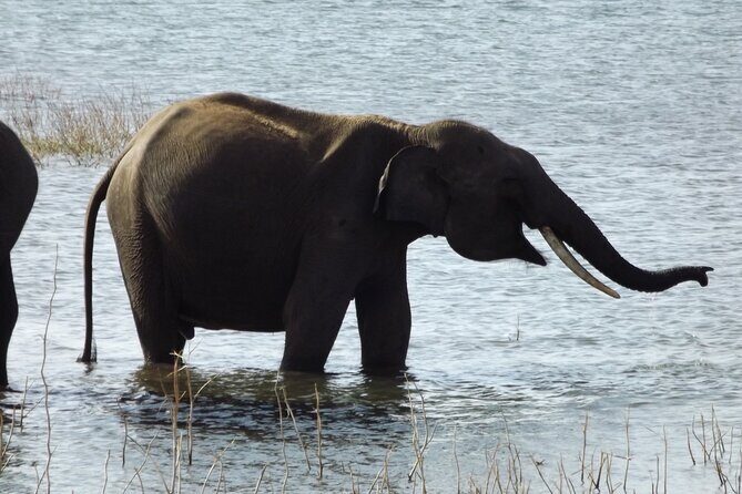 Udawalawe National Park Safari Tours - Potential Drawbacks and Considerations