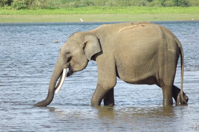 Udawalawe National Park Safari Tours - Pricing and Value