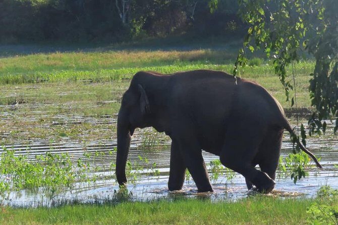 Udawalawe National Park Safari trip from Galle/Mirissa/Ella - Introduction