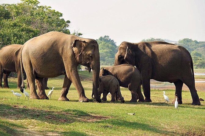 Udawalawe National Park Safari trip from Galle/Mirissa/Ella - Practical Details and Tips