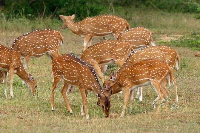 Udawalawe National Park Safari trip from Galle/Mirissa/Ella - Authentic Traveler Insights