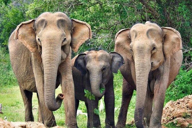 Udawalawe National Park Safari trip from Galle/Mirissa/Ella - FAQ