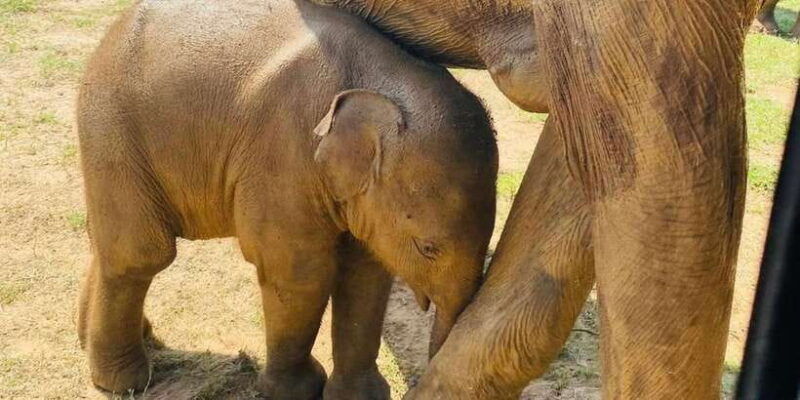 udawalawe-national-park-safari-with-experienced-driver