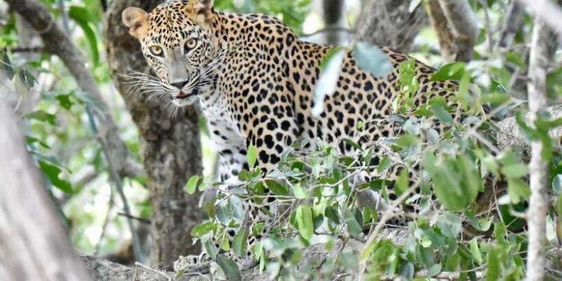udawalawe-national-park-safari-with-experienced-driver