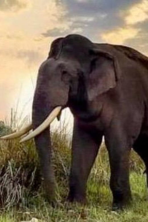 udawalawe-national-park-safari-with-experienced-driver