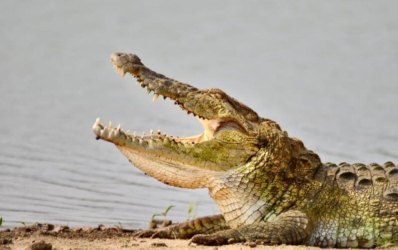 udawalawe-national-park-safari-with-experienced-driver