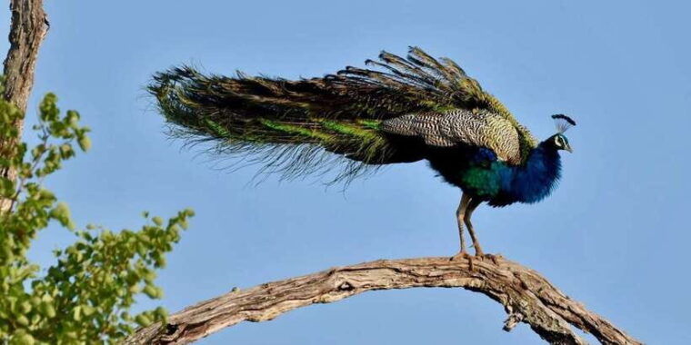 udawalawe-national-park-safari-with-experienced-driver