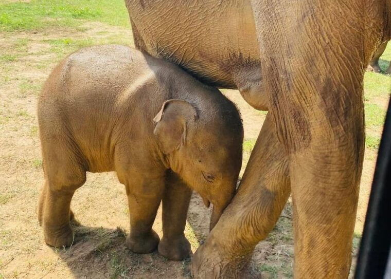 udawalawe-national-park-safari-with-experienced-driver
