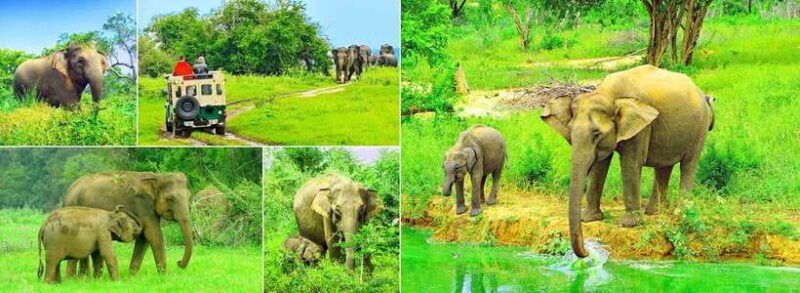 udawalawe-national-park-safari-with-pickup-drop-off