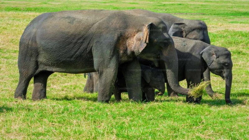 udawalawe-national-park-safari-with-pickup-drop-off