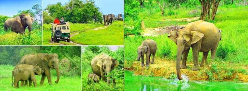 udawalawe-national-park-safari-with-pickup-drop-off