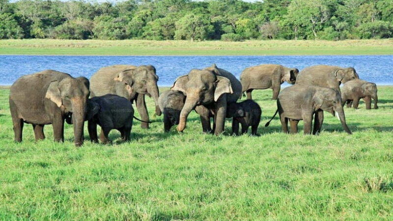 udawalawe-national-park-safari-with-pickup-drop-off