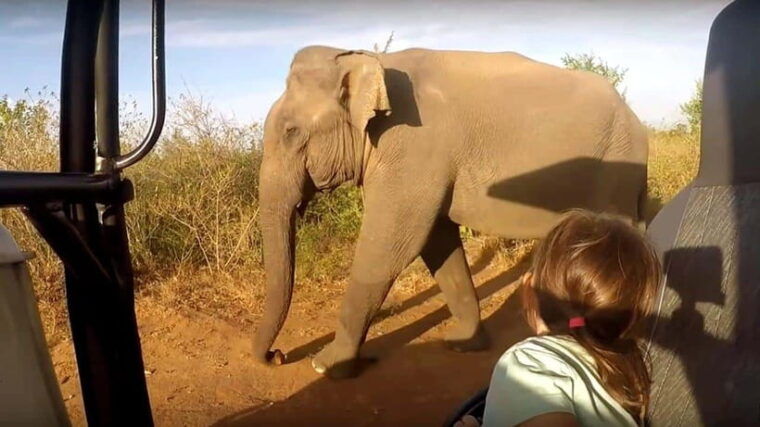 udawalawe-national-park-safari-with-pickup-drop-off
