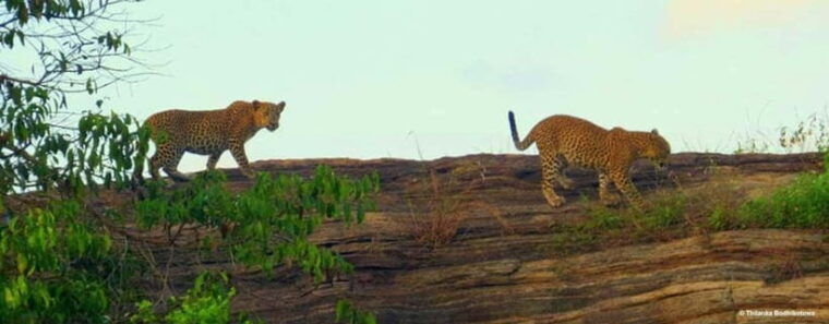 udawalawe-national-park-safari-with-pickup-drop-off