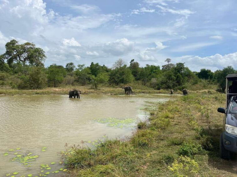 udawalawe-national-park-wildlife-safari-from-hambantota-port