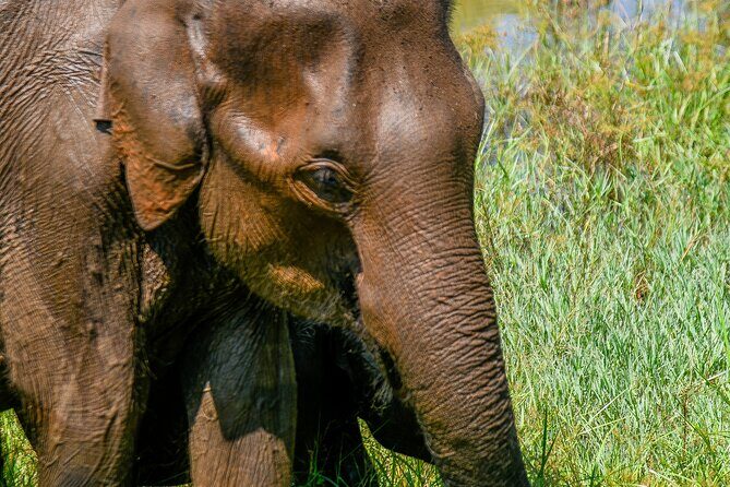 Udawalawe National Park Wildlife Safari Tours - Overview of Udawalawe National Park Safari Experience