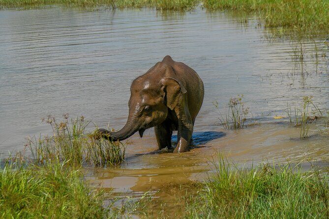 Udawalawe National Park Wildlife Safari Tours - The Cost and What It Means for Value