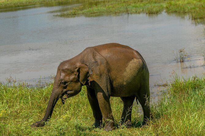 Udawalawe National Park Wildlife Safari Tours - Final Words: Who Should Book This Safari?