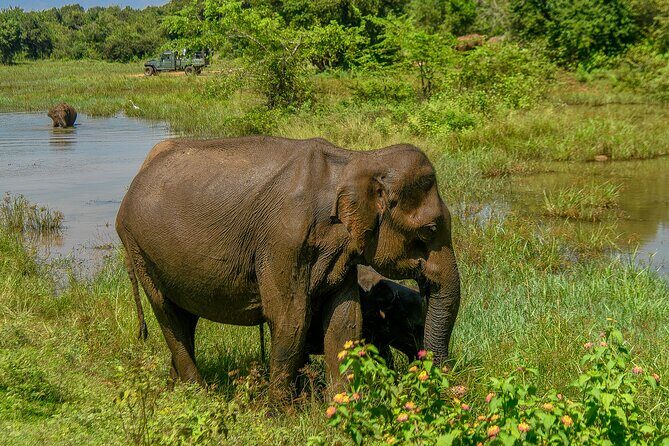 Udawalawe National Park Wildlife Safari Tours - Final Thoughts