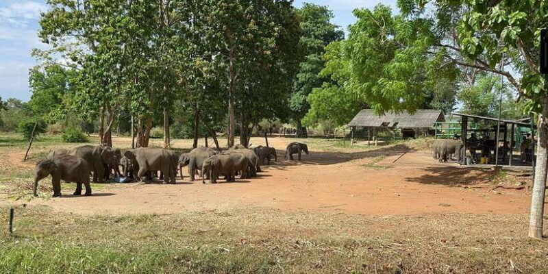 udawalawe-national-park-with-safari-jeep-entrance-ticket