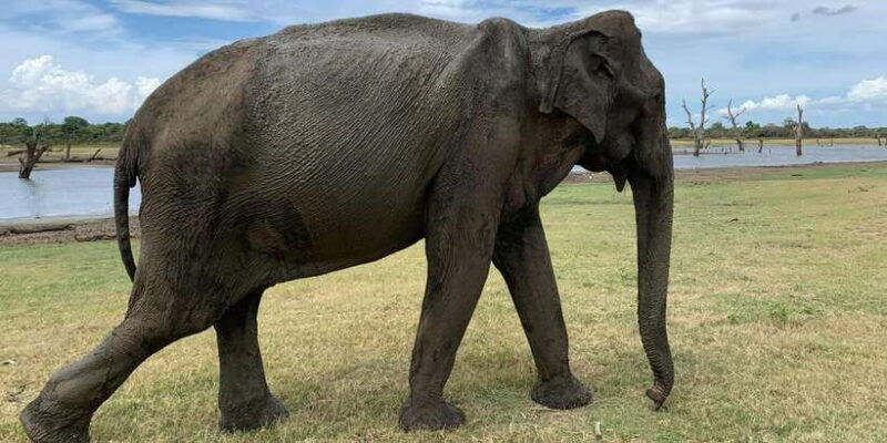 udawalawe-national-park-with-safari-jeep-entrance-ticket