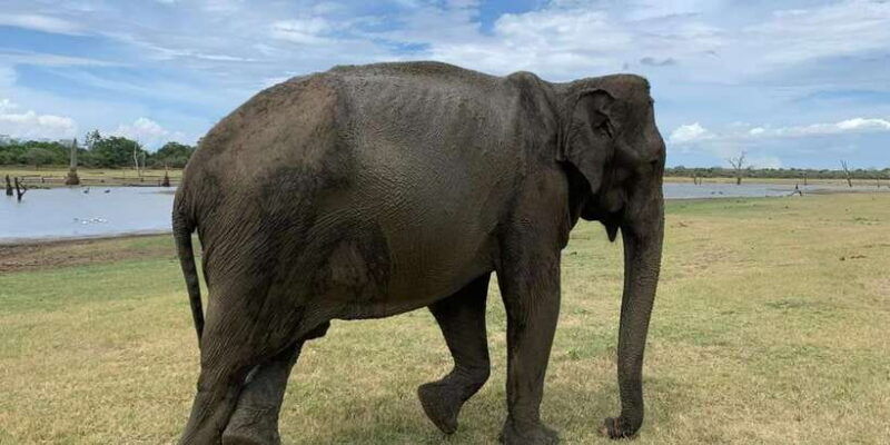 udawalawe-national-park-with-safari-jeep-entrance-ticket