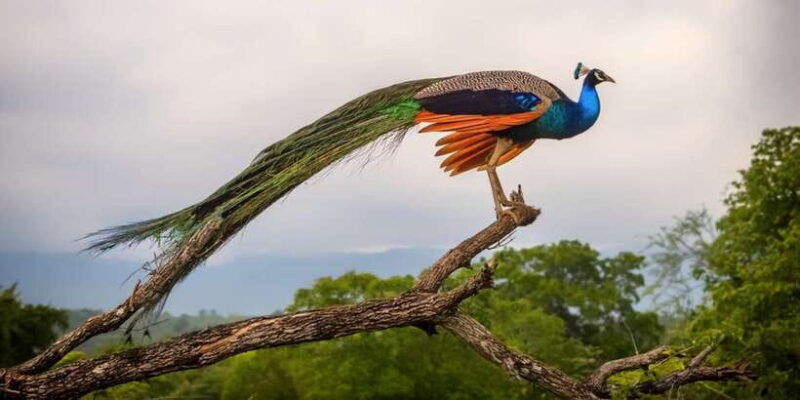 udawalawe-private-safari-all-inclusive-day-trip-with-lunch
