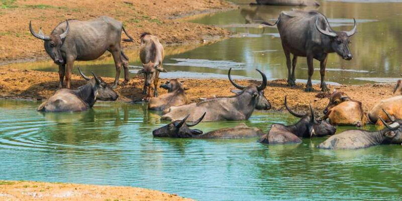 udawalawe-private-safari-all-inclusive-day-trip-with-lunch